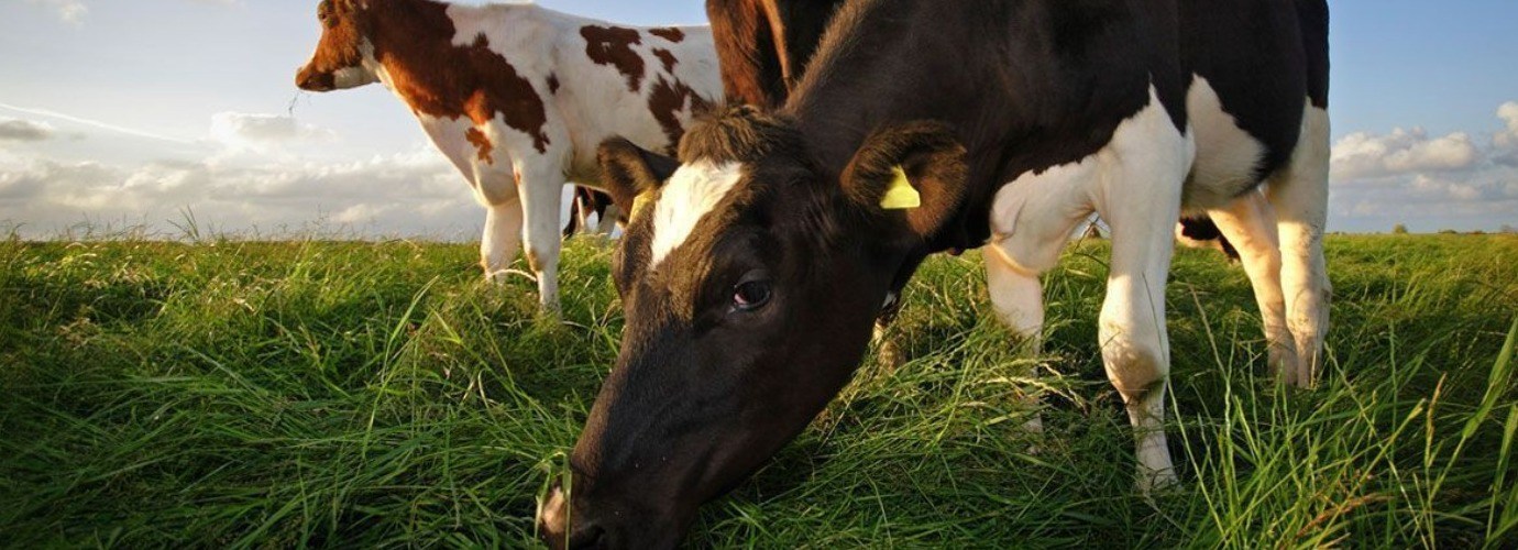 Pourquoi le sel pour alimentation animale est-il un complément indispensable pour vos animaux ?